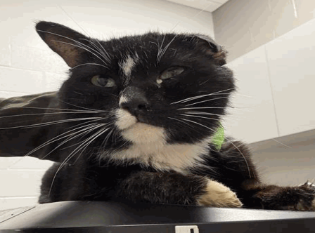 View Tux the Cat Photo #4